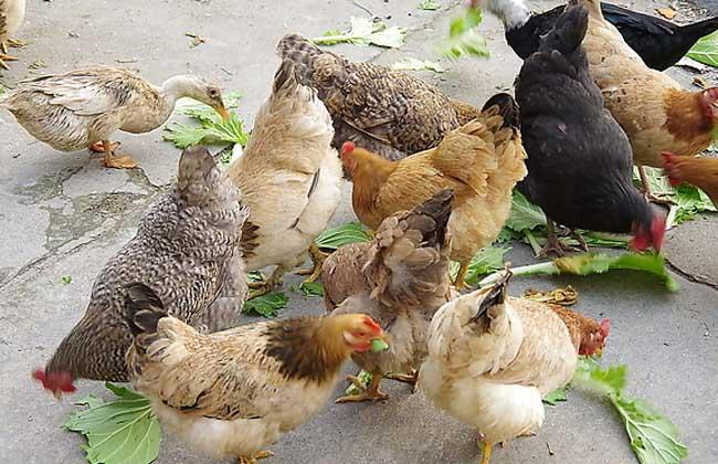 家禽和家畜的区别 - 农业常识 - 黔农网